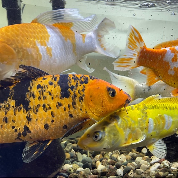 WELCOME! Thank You For Checking Out My Closet! - Picture 8 of 15